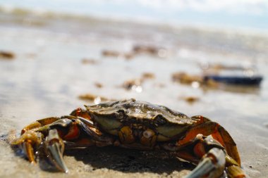 Kuzey deniz yengeçleri Blavand Danimarka sahilinde