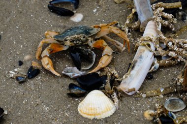 Kuzey deniz yengeçleri Blavand Danimarka sahilinde