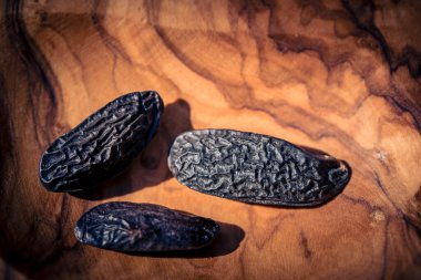 Kahverengi Hollanda Tonka fasulyesi zeytin ağacının üstünde