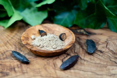 Kahverengi Hollanda Tonka fasulyesi zeytin ağacının üstünde
