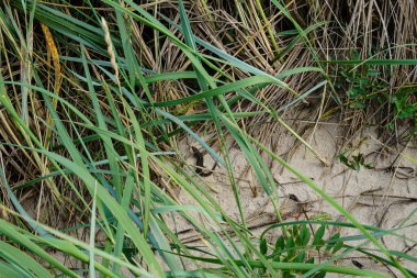 Blavand Danimarka 'nın kuzey denizindeki uçsuz bucaksız plajın izleri.