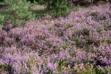 Ağustosta fundalıkta bir dağ bisikletiyle Fischbeker Heide doğa koruma alanında Hamburg yakınlarında.