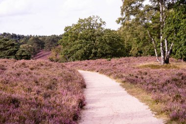 Ağustosta fundalıkta bir dağ bisikletiyle Fischbeker Heide doğa koruma alanında Hamburg yakınlarında.