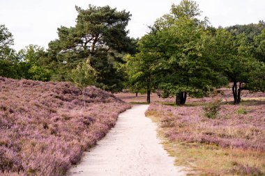 Ağustosta fundalıkta bir dağ bisikletiyle Fischbeker Heide doğa koruma alanında Hamburg yakınlarında.
