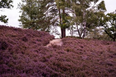 Ağustosta fundalıkta bir dağ bisikletiyle Fischbeker Heide doğa koruma alanında Hamburg yakınlarında.