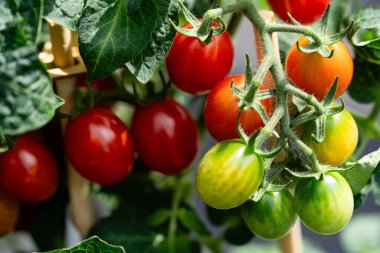 Kırmızı yuvarlak domatesler Solanum Lycopersicum salata veya çorba için