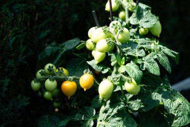 Kırmızı yuvarlak domatesler Solanum Lycopersicum salata veya çorba için