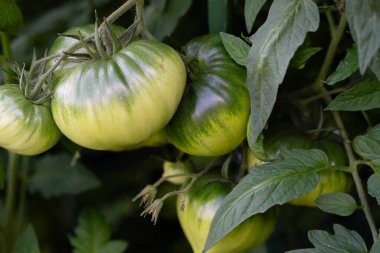 Kırmızı yuvarlak domatesler Solanum Lycopersicum salata veya çorba için