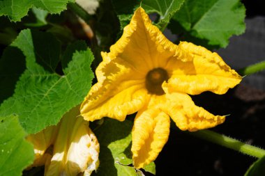 Portakal rengi Hokkaido kabağı kabak çorbası için cucurbita maxima
