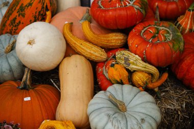 Portakal rengi Hokkaido kabağı kabak çorbası için cucurbita maxima