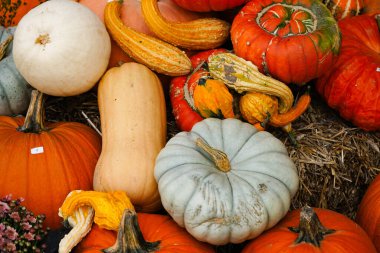 Portakal rengi Hokkaido kabağı kabak çorbası için cucurbita maxima