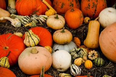 Portakal rengi Hokkaido kabağı kabak çorbası için cucurbita maxima