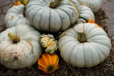 Portakal rengi Hokkaido kabağı kabak çorbası için cucurbita maxima