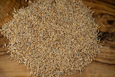 Bir yığın Triticum aestivum spelta zeytin ağacında