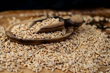 Bir yığın Triticum aestivum spelta zeytin ağacında