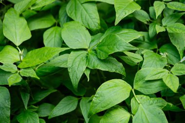 Kendi bahçemizden kurutulmuş fasulye.