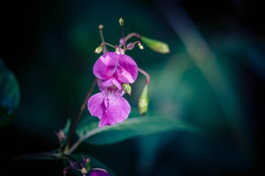 Vahşi çiçek Lamium Lamiaceae Alman orkidesi.