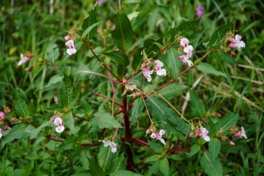 Vahşi çiçek Lamium Lamiaceae Alman orkidesi.