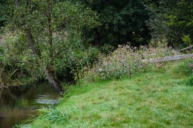 Vahşi çiçek Lamium Lamiaceae Alman orkidesi.