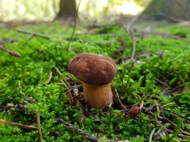 Ormandan yeni çıkmış mantarlar.