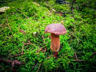 Ormandan yeni çıkmış mantarlar.