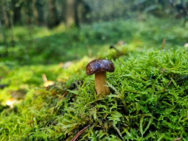 Ormandan yeni çıkmış mantarlar.