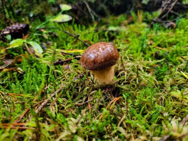 Ormandan yeni çıkmış mantarlar.