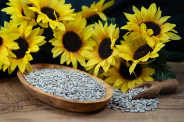 Ayçiçeği Helianthus Annuus zeytin ağacına tohum eker