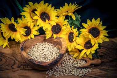 Ayçiçeği Helianthus Annuus zeytin ağacına tohum eker