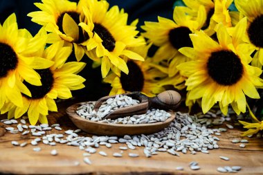 Ayçiçeği Helianthus Annuus zeytin ağacına tohum eker