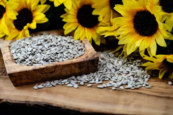 Ayçiçeği Helianthus Annuus zeytin ağacına tohum eker