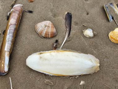Blavand Danimarka 'nın kuzey denizindeki uçsuz bucaksız plajın izleri.