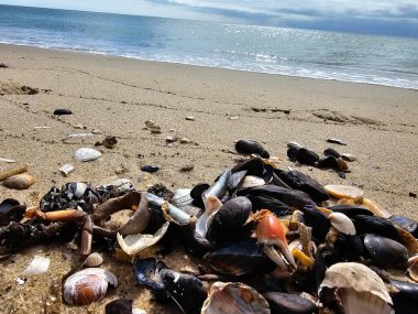Blavand Danimarka 'nın kuzey denizindeki uçsuz bucaksız plajın izleri.