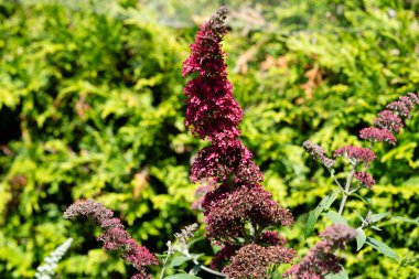 Kelebek çalılığındaki böcekler Buda Daviddii 