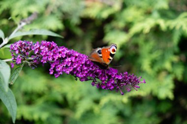 Kelebek çalılığındaki böcekler Buda Daviddii 