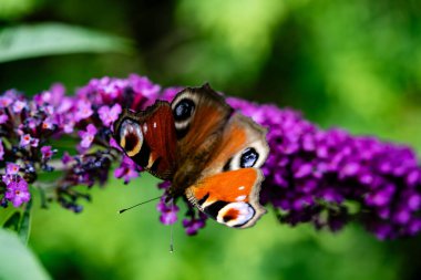Kelebek çalılığındaki böcekler Buda Daviddii 