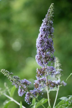 Kelebek çalılığındaki böcekler Buda Daviddii 