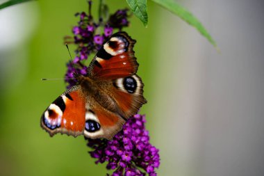 Kelebek çalılığındaki böcekler Buda Daviddii 