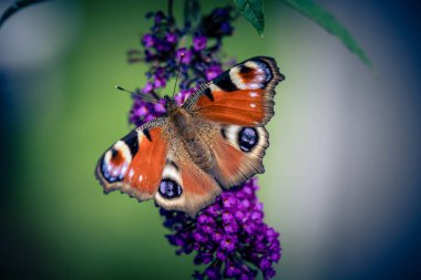 Kelebek çalılığındaki böcekler Buda Daviddii 