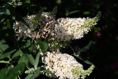Kelebek çalılığındaki böcekler Buda Daviddii 