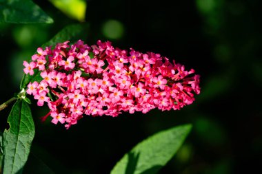 Kelebek çalılığındaki böcekler Buda Daviddii 