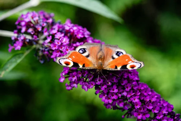 stock image insects on the butterfly bush Buddleja davidii 