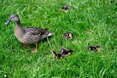 Mallard dişisi Anas platyrhynchos ve küçük civciv