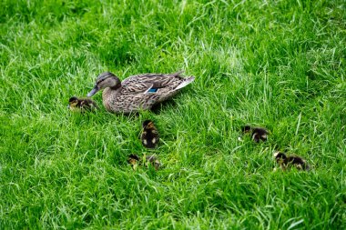 Mallard dişisi Anas platyrhynchos ve küçük civciv