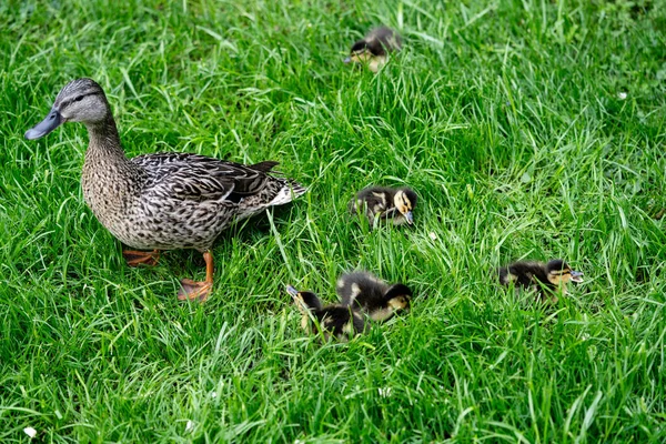 stock image Mallard female Anas platyrhynchos with small chicks