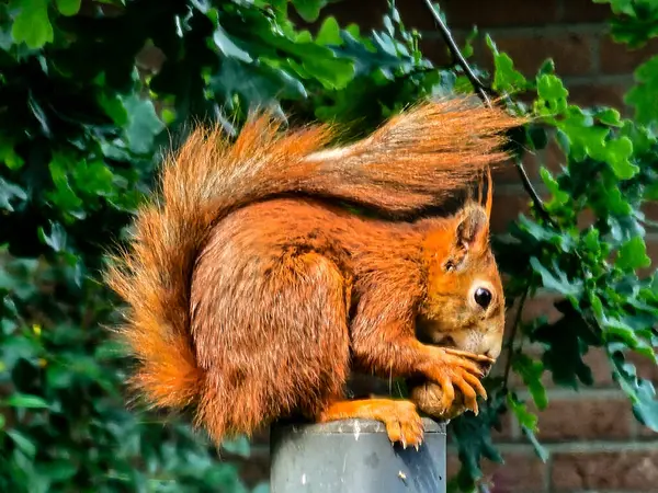 brown squirrel in the garden