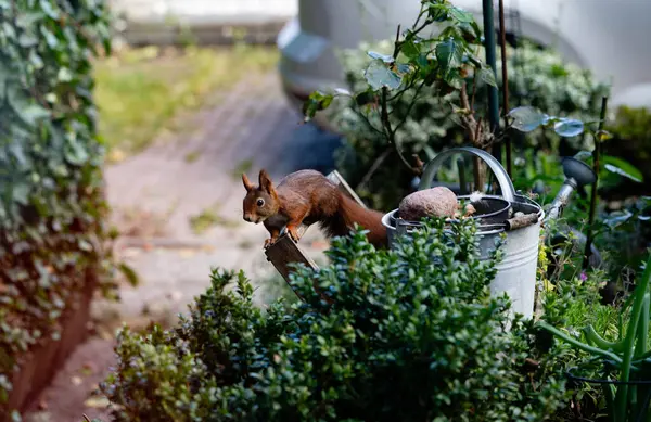 brown squirrel in the garden