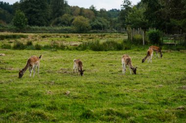 Blavand Danimarka 'da bir grup vahşi geyik