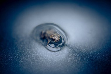 Ev bahçesindeki sıradan kurbağa bufo bufo