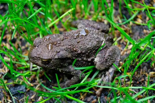 Ev bahçesindeki sıradan kurbağa bufo bufo